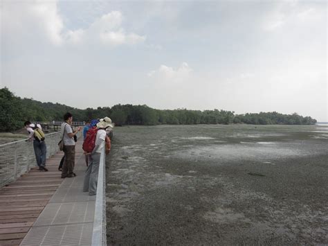 Adventures With The Naked Hermit Crabs Day Out At Chek Jawa With Special Guests