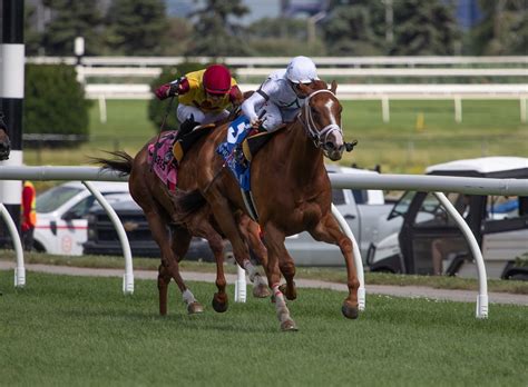 Catorce Potrancas Van En Pos De Las Woodbine Oaks Drf En Español