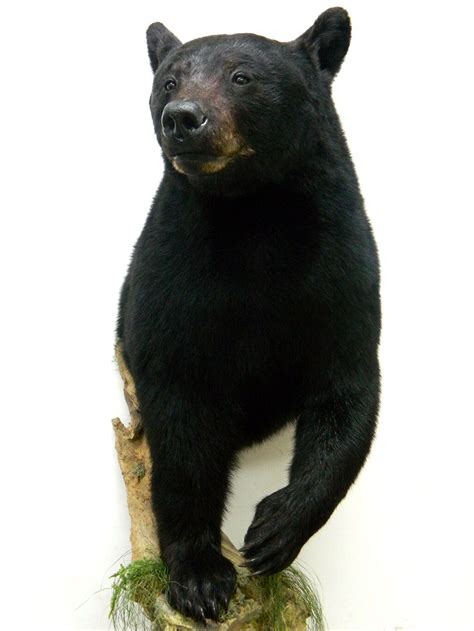 Black Bear Shoulder Wall Mounts,Black Bears Shoulder Mounted On Branches Trees And Logs Wall ...