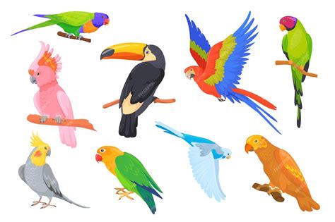 Papagaios Desenhos - Papagaios lindos e exóticos papagaio dos desenhos animados do brasil ...
