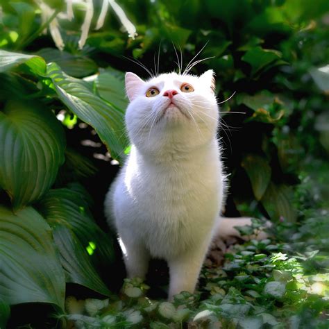 kedi yavru sirin pixabayde uecretsiz fotograf pixabay