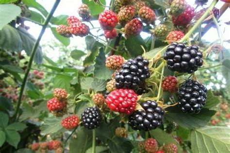 Ежевика Без Шипов Сорта Фото — Фото Картинки