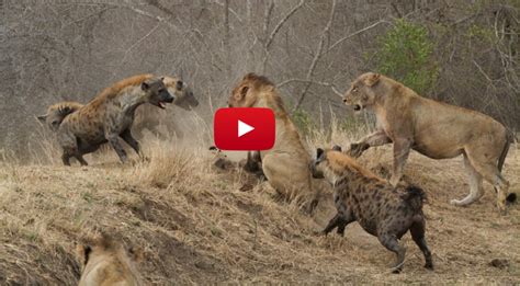 Mayhem Ensues as Lions and Hyenas Go to War Over a Buffalo Carcass (Video)