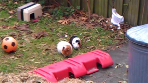 The Life Of Our Guinea Pigs In The Back Yard Youtube