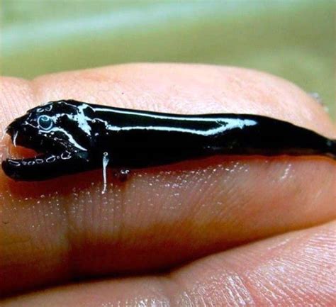 These Animals Have Just Recently Been Discovered (25 pics) - Izismile.com
