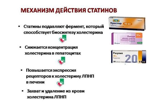 Вся правда о том, как статины влияют на потенцию у мужчин