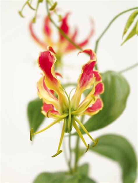 grow  flowering bulbs  february  april agriculture review