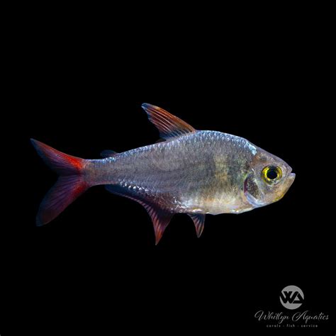 Red & Blue Colombian Tetra - Hyphessobrycon columbianus – Whitlyn Aquatics