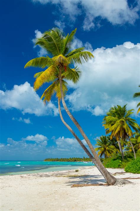 Tropical Palm Trees Free Stock Photo - Public Domain Pictures