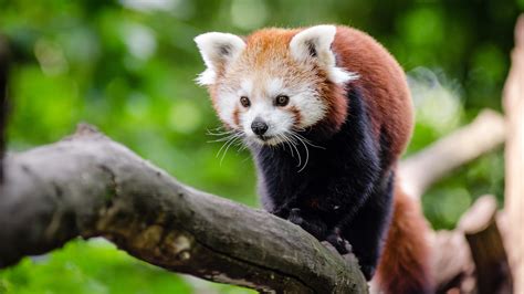 Panda HD Wallpaper (79+ images)