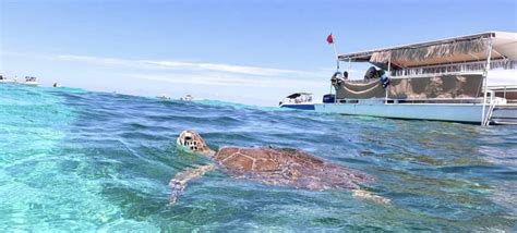 Islamorada Snorkel Adventure And Sandbar Trip Getyourguide