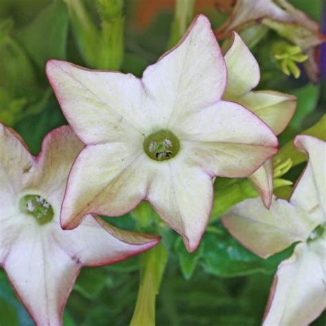 Ziertabak Nicotiana Sanderae