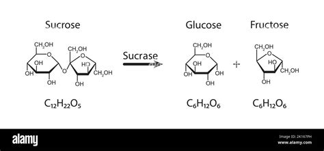 Sucrase Enzyme Effect On Sucrose Sugar Molecule Sucrose Hydrolysis