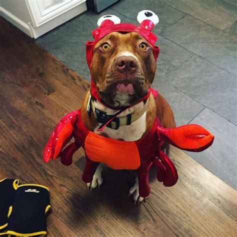 14 Outfits To Make Your Pit Bull Halloween Unforgetable - The Dogman