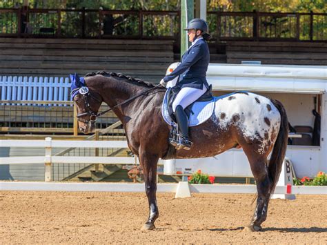 Appaloosa Spotted in the USDF Top Ten at the Dressage National Finals ...