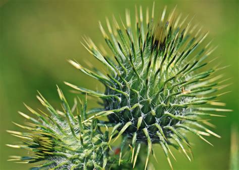 Free picture: leaf, flora, thistle, spike, summer, nature, sharp, pine