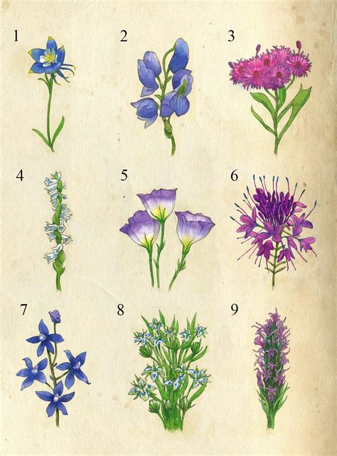 Types Of Purple Wildflowers