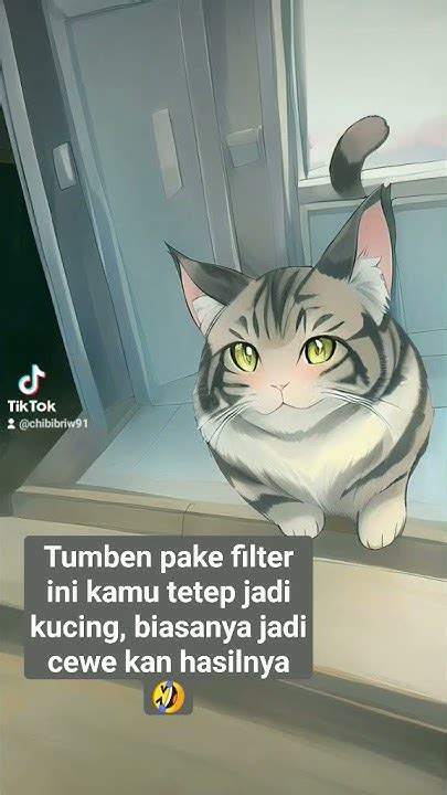 Kucing Lucu Gemoy Youtube