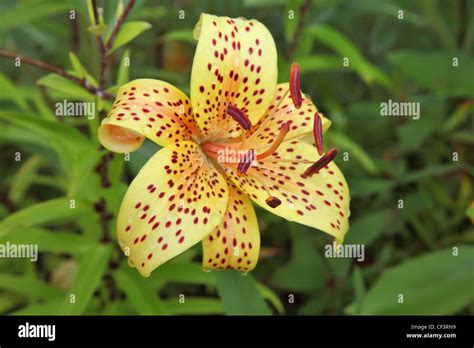 flower lily  garden stock photo alamy