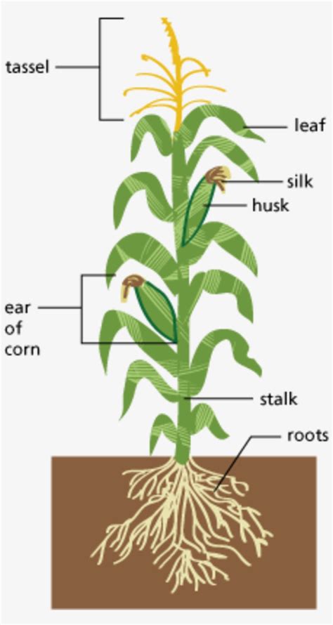 Corn Anatomy Diagram