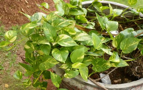 jenis tanaman  tidak sulit perawatannya