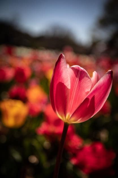 Premium Photo Close Up Of Pink Water Lily