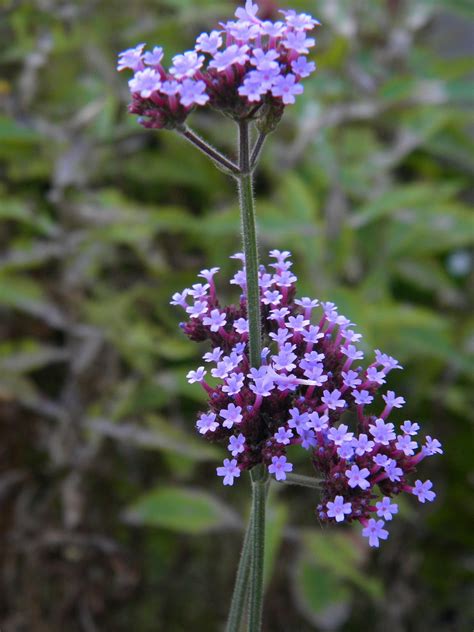 Verbena bonariensis - Изображение особи - Плантариум