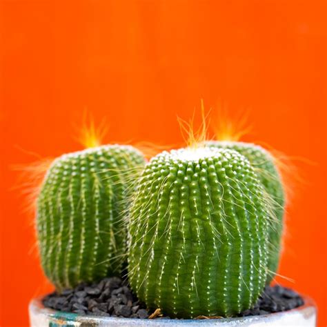 Notocactus leninghausii inermis ManeRaku 340 | CactusMania