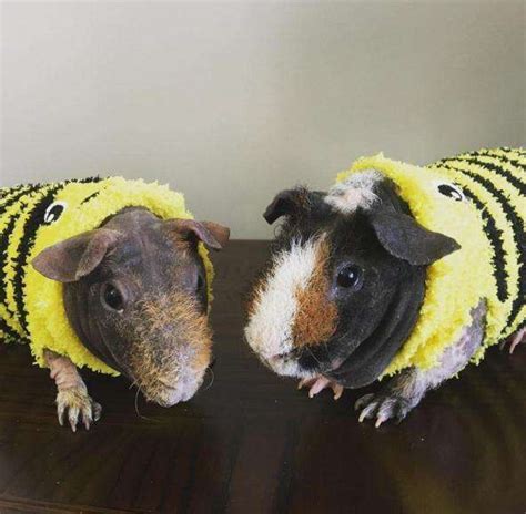 Naked Guinea Pigs Have Snacks For Every Occasion The Dodo