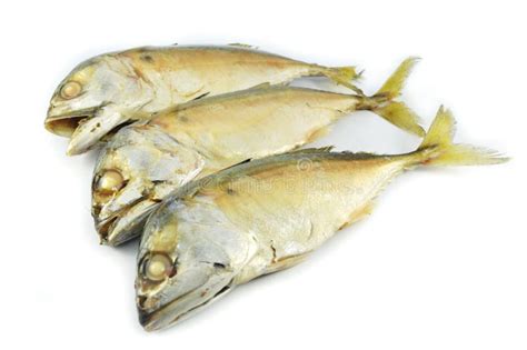 скумбрия стоковое фото. изображение насчитывающей норвежско - 44150688