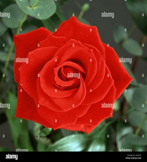 A Single Red Rose Stock Photo Alamy