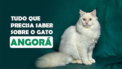 Gato Angor Principais Caracter Sticas E Cuidados Essenciais