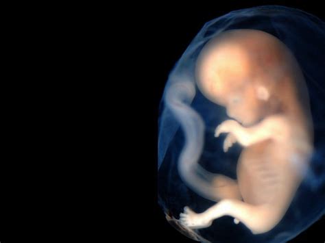 Study: An Unborn Baby’s 1st Heartbeat Occurs 16 Days After Conception