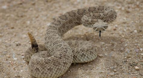 Discover The 7 Types Of Rattlesnakes In Utah - Pets Tutorial