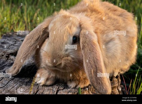 A French Lop Rabbit Sits On The Green Grass Small Fluffy Brown Home