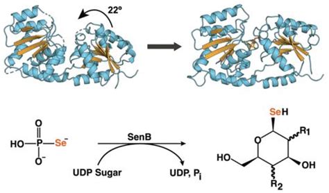 Structural Characterization And Ligand Induced Conformational Changes