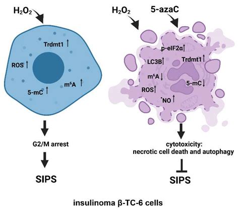 Cells Free Full Text Azacytidine Inhibits The Activation Of