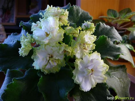 Фиалка шато брион - фото и картинки: 69 штук