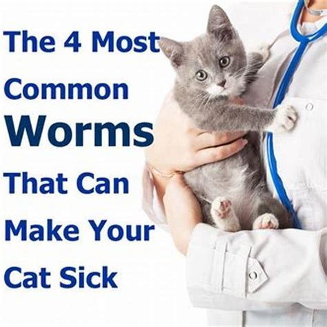 How Common House Cats Get Worms DIY Seattle