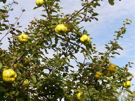 yellow quince  photo  pixabay pixabay