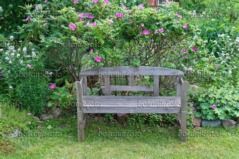 Bild Gartenbank Mit Rosen Rosa Bilder Von Pflanzen Und