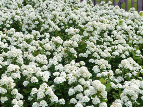 Спирея Тор (Tor): купить саженцы в Минске с доставкой почтой по ...