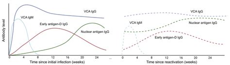 Schema Of EBV Specific Antibody Responses During Acute Infection And