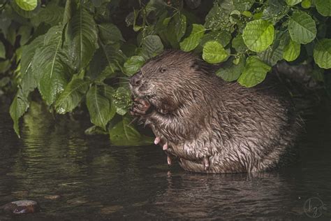 What can we learn from beavers? - Beaver Trust