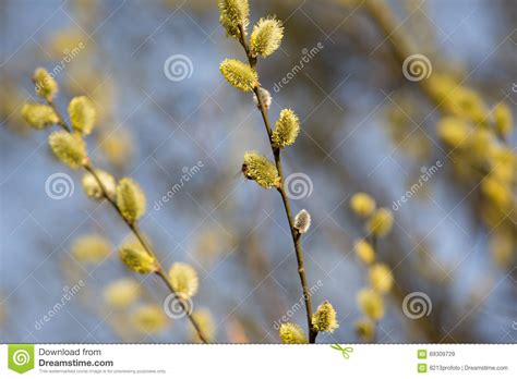 Pussy Willow Stock Image Image Of Beautiful Branch
