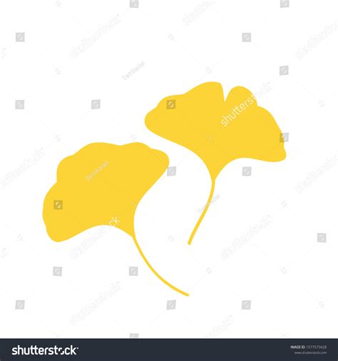 Dried Gingko Over 105 Royalty Free Licensable Stock Illustrations