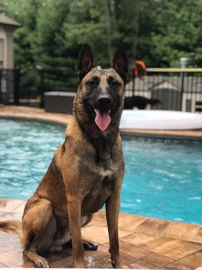 Fully Trained Belgian Malinois For Sale | Family & Personal Protection