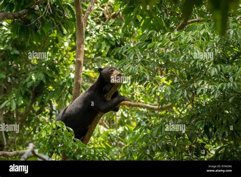 Sun Bear On A Tree Branch Between Leaves At Bornean Sun Bear