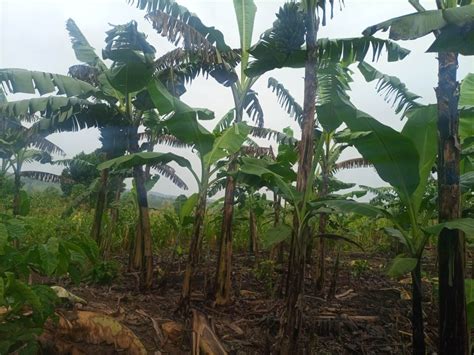 Banana Plantation – KASSANDA CHILDREN’S AID (KCA)