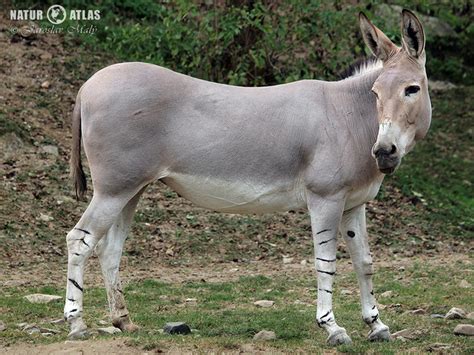 osel somálský | NaturAtlas.cz